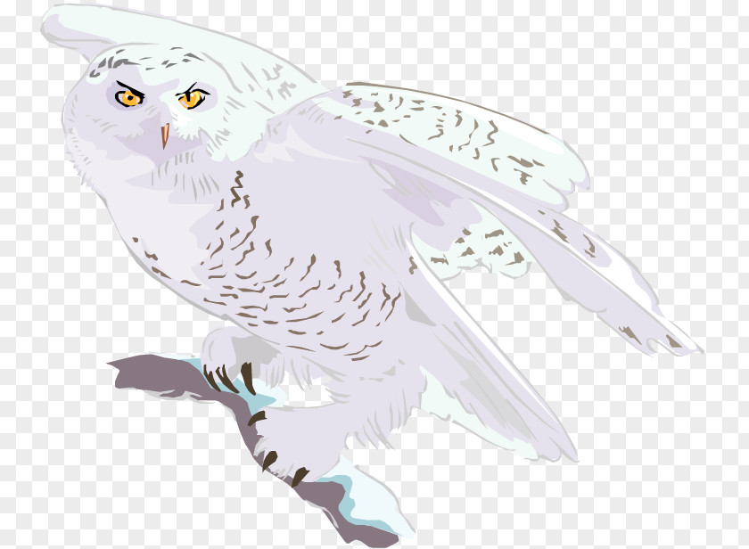 Owl Bird Of Prey Animal Wildlife PNG