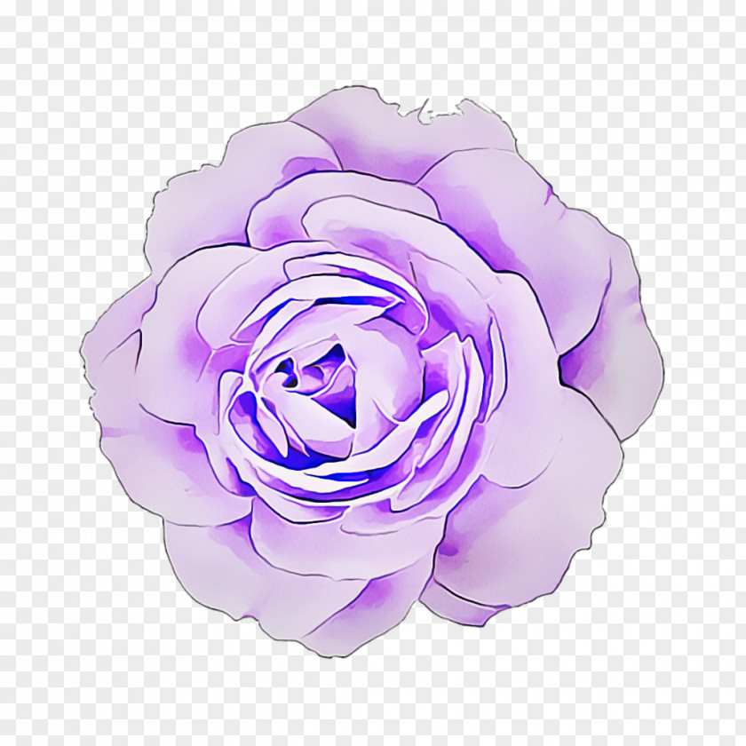Plant Pink Garden Roses PNG