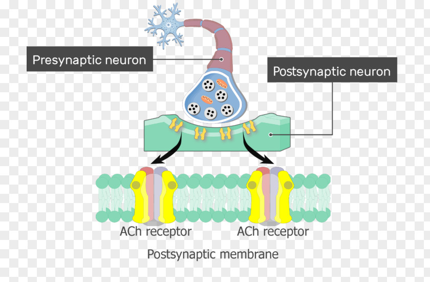 Postsynaptic Potential Excitatory Acetylcholine Receptor Depolarization PNG
