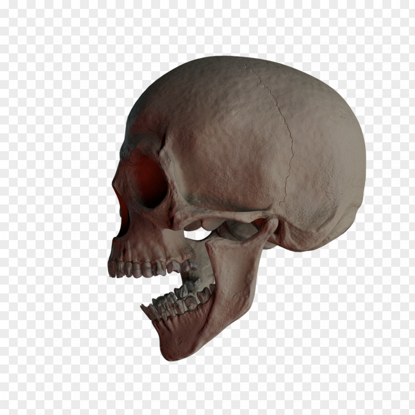 Skulls Skull Bone PNG