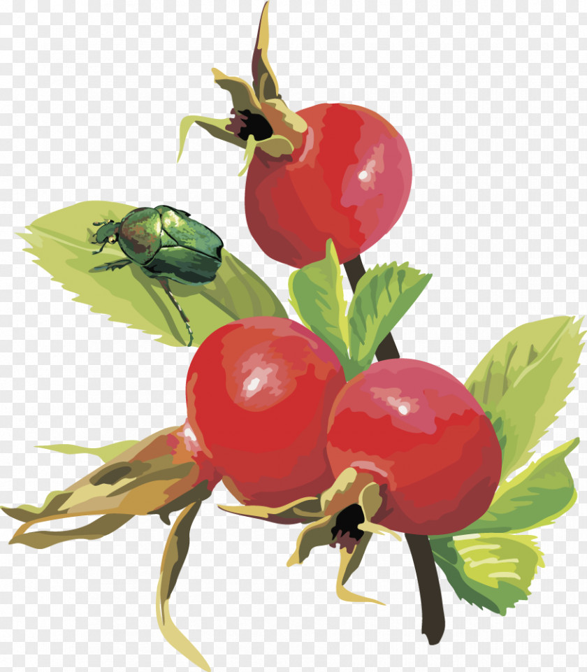 Vector Pomegranate Fruit Frutti Di Bosco Euclidean Cherry PNG