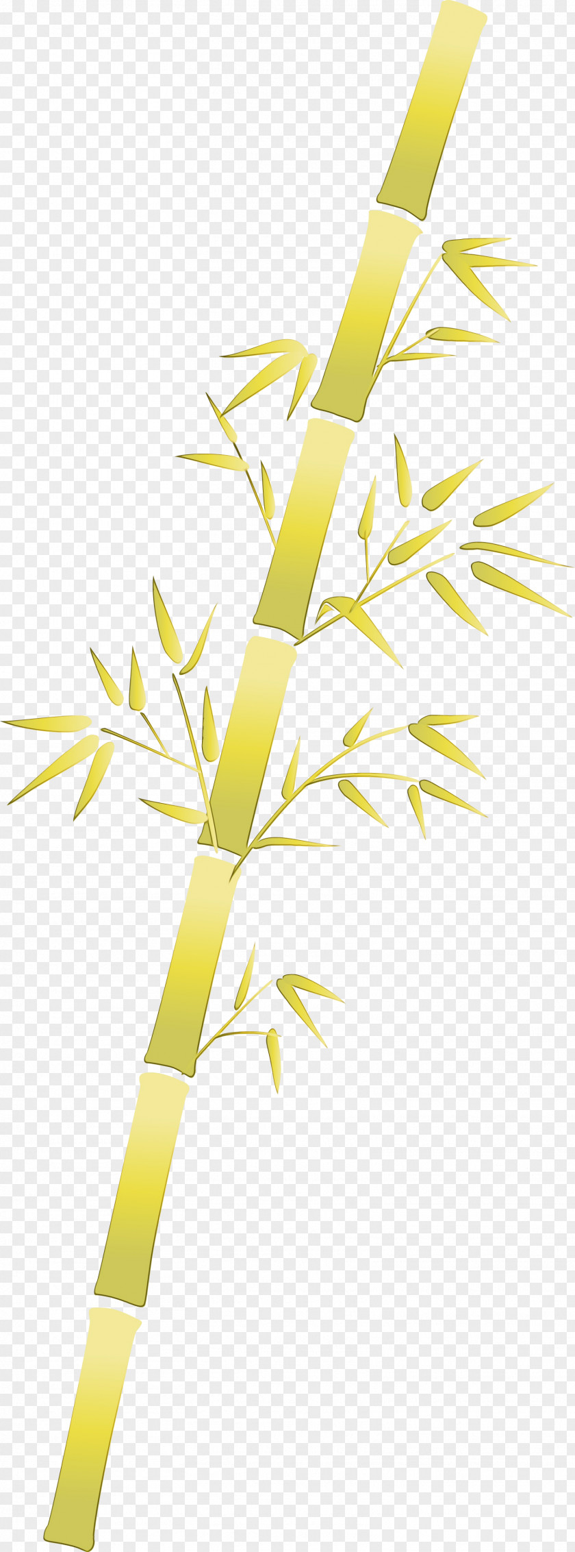 Yellow Leaf Line Branch Plant PNG