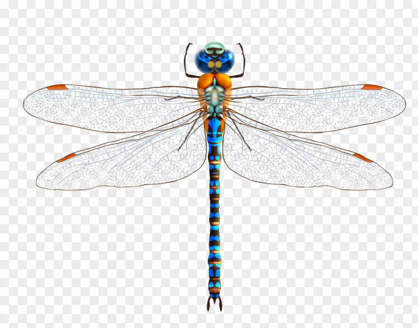 Dragonfly Euclidean Vector Download Illustration PNG
