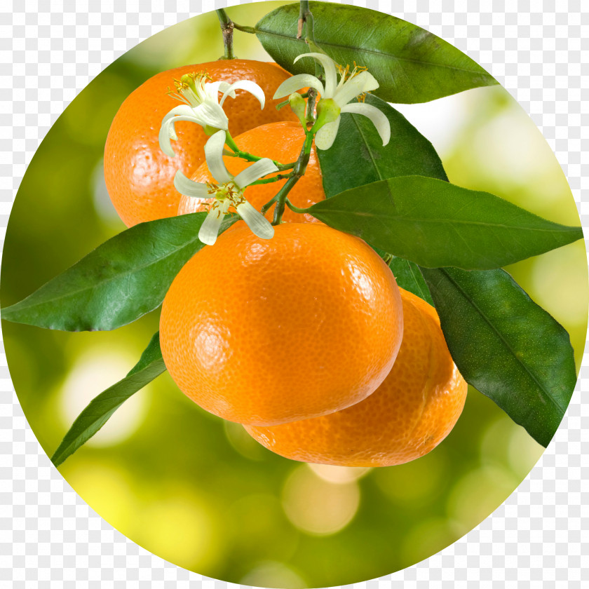 Essential Oil Tangerine Mandarin Orange Stock Photography Clementine PNG