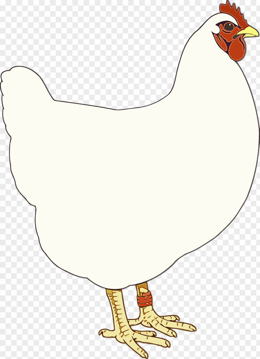 Fowl Livestock Bird Chicken Rooster Beak Poultry PNG