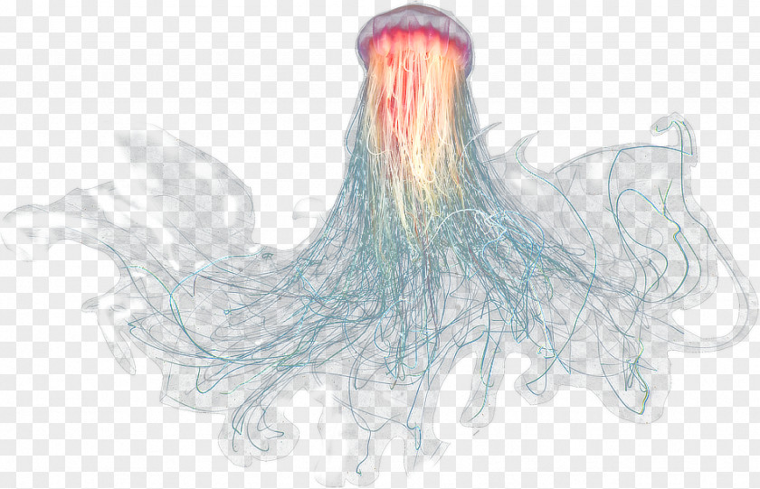 Jelly Jellyfish Sea Oceanic Zone PNG