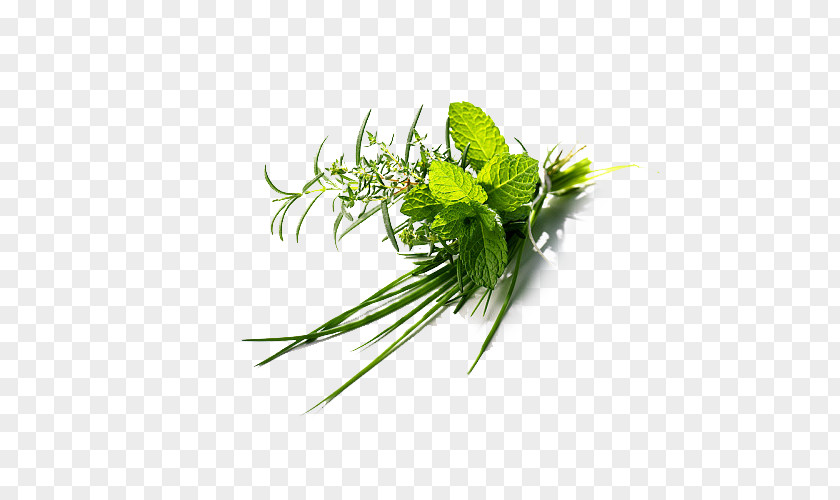 Plant Herbs Herb Flat-leaved Vanilla Green PNG