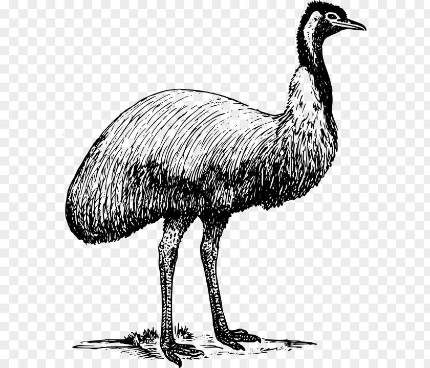 Animal Zoo Emu Common Ostrich Clip Art PNG