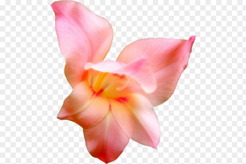 Flower Cut Flowers Gladiolus Woman Poetry PNG