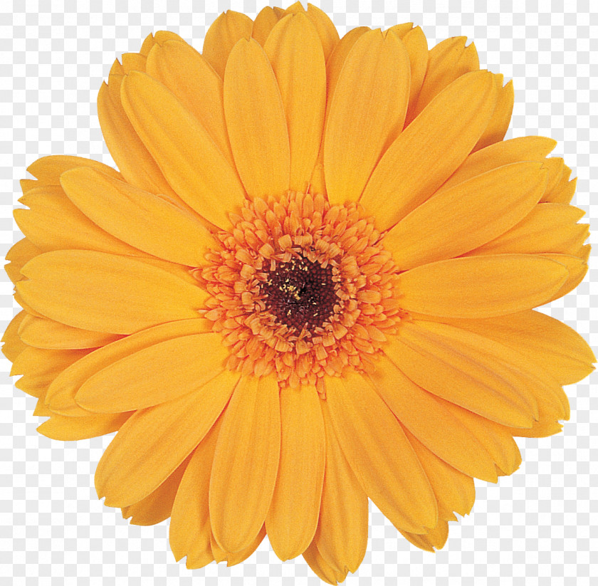 Marigold Flower Calendula Officinalis Clip Art PNG