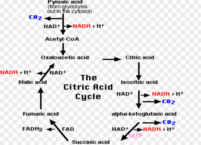 Citric Acid Cycle Cellular Respiration Carbon Dioxide Pyruvic PNG