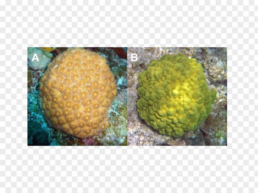 Coral Reefs Montastraea Cavernosa Organism Fruit PNG