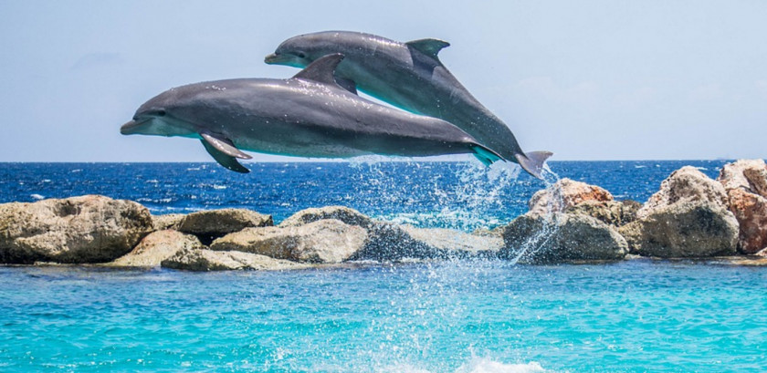 Dolphin Shutter Speed Marine Mammal Hotel PNG