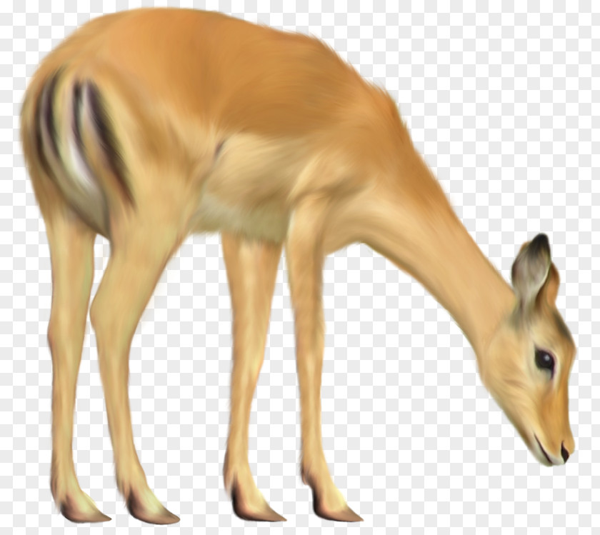 Impala Cattle Drawing PNG