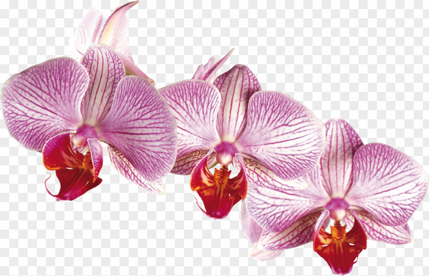 Orchid Orchids Irises Desktop Wallpaper Flower PNG