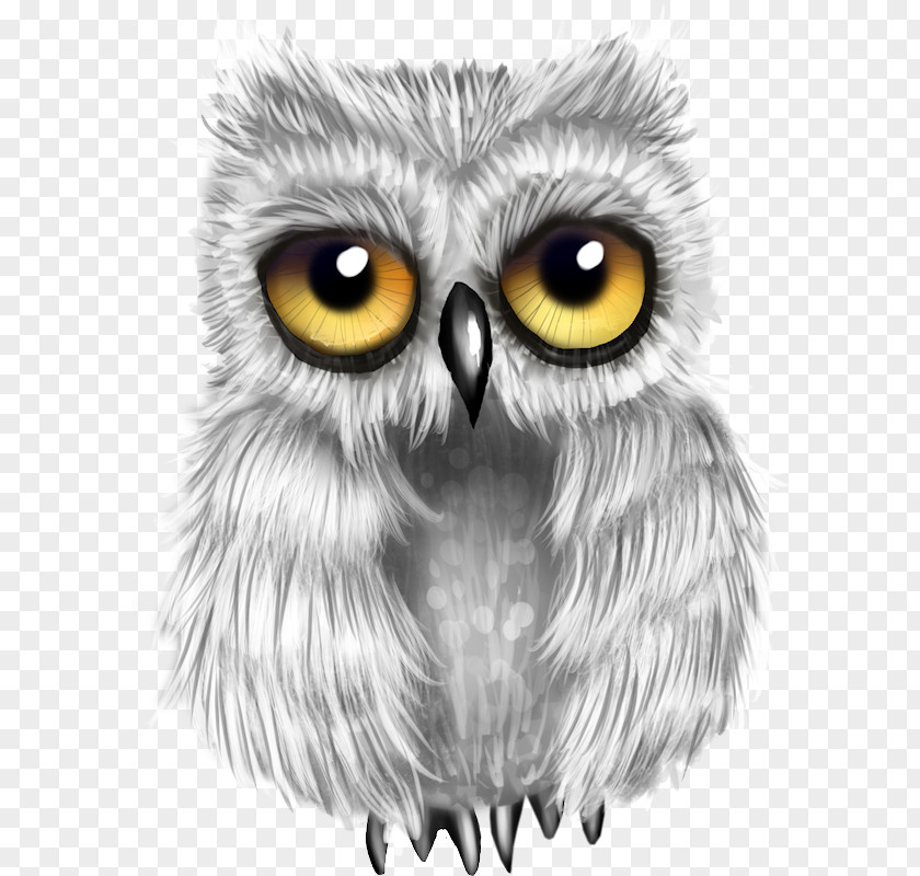 Owl Great Grey Bird Snowy Drawing PNG