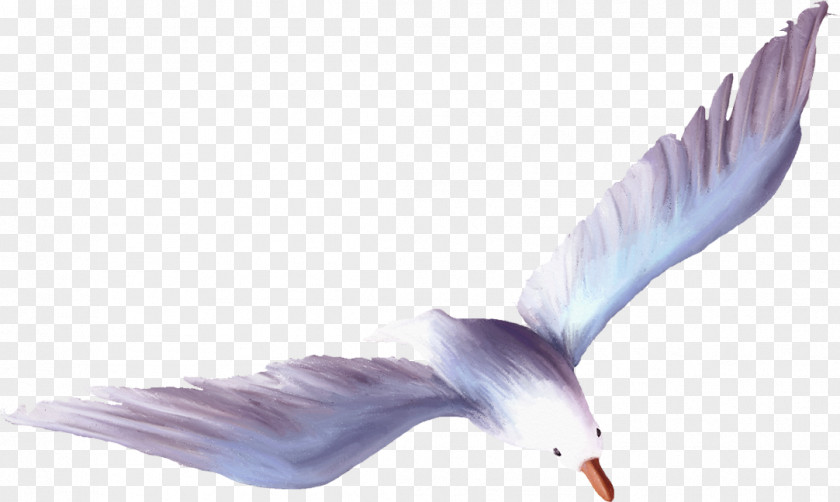 Seagull Wing Feather Purple Beak PNG