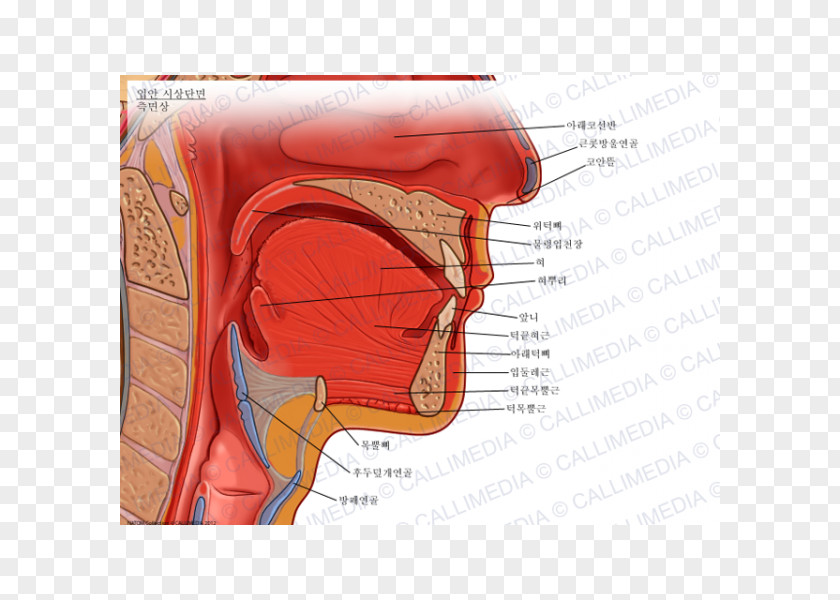 Tongue Human Mouth Soft Palate Anatomy PNG