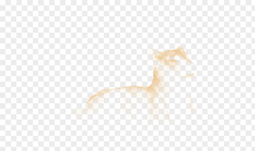 Veiled Cat Mammal Whiskers Animal Carnivora PNG