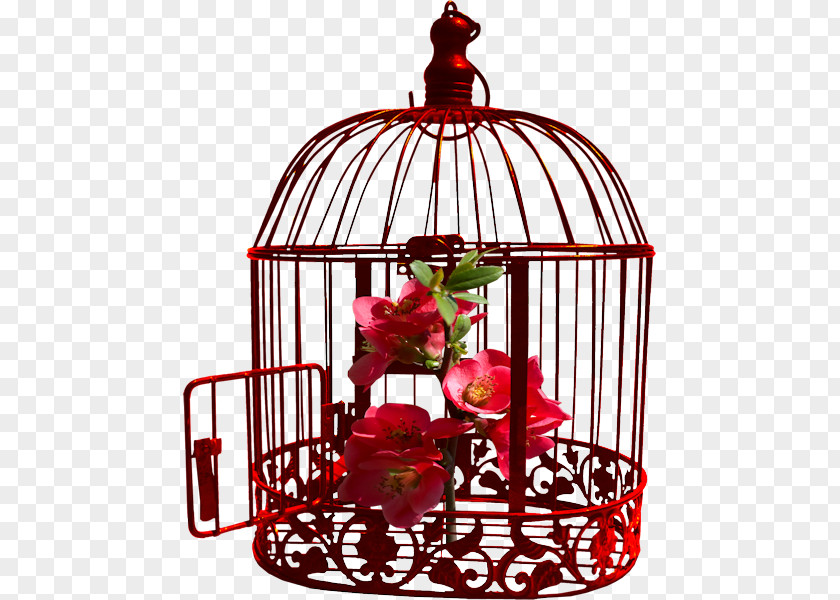 Bird Birdcage Nightingale Songs Parakeet PNG