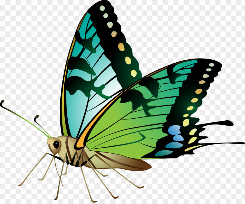 Blue Butterfly Stock Photography Clip Art PNG