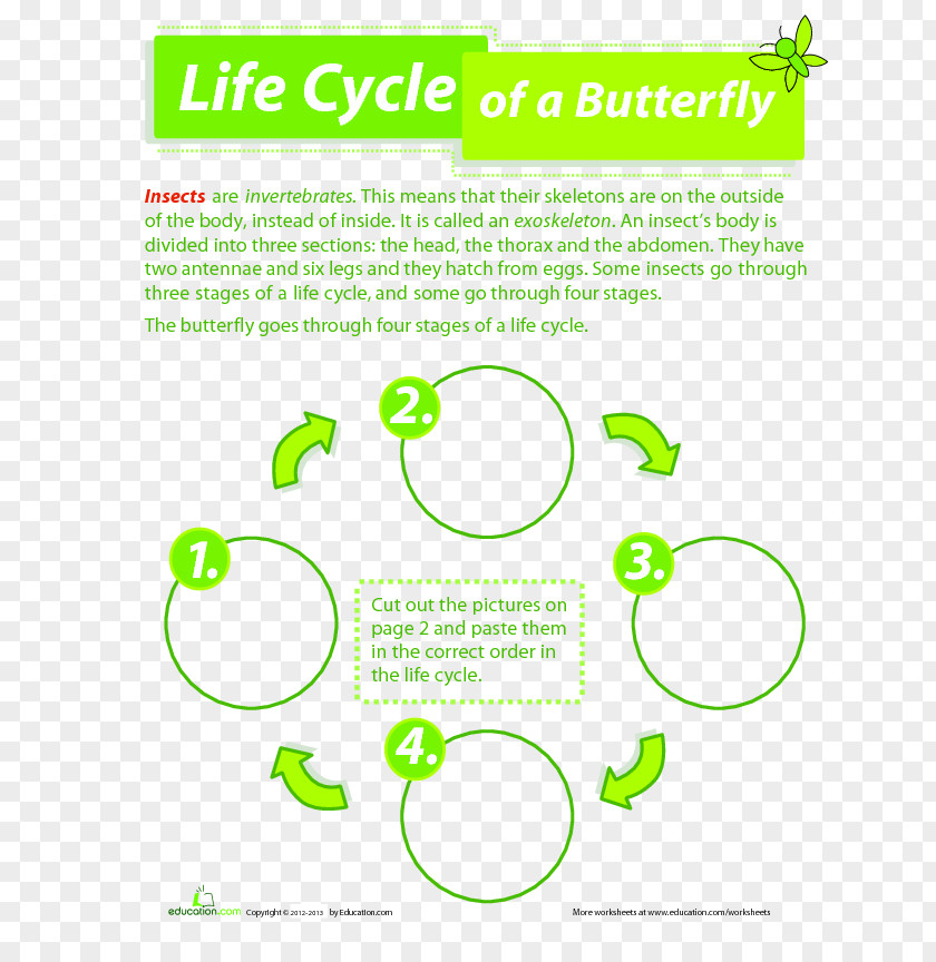 Butterfly Worksheet Biological Life Cycle Frog Third Grade PNG