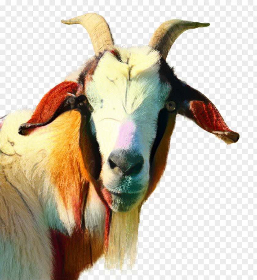 Russian White Goat Image Girgentana Vertebrate PNG