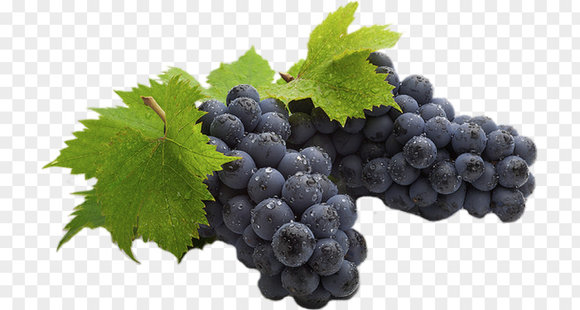 Grapes Watercolor Sultana Isabella Wine Kyoho Cabernet Sauvignon PNG