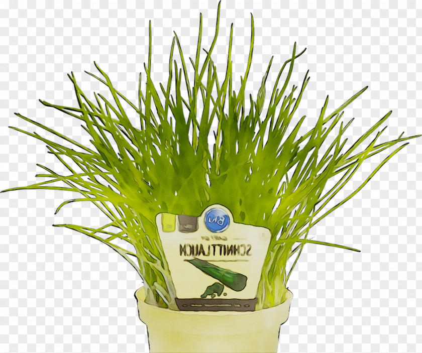Greens Grasses Herb PNG