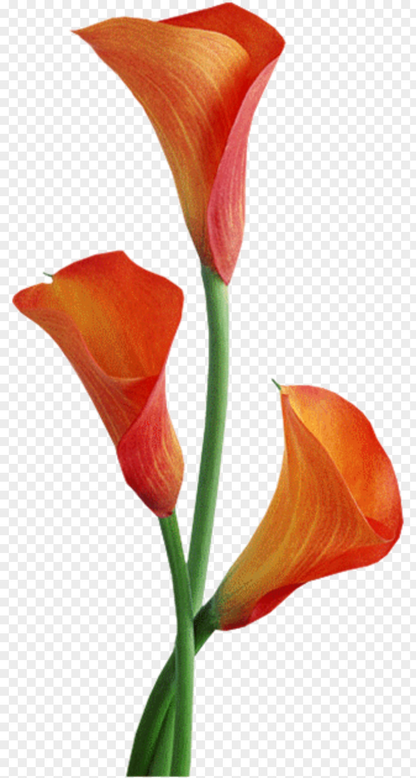 Lilium Stamp Arum-lily Clip Art Orange Lily Arum Lilies PNG