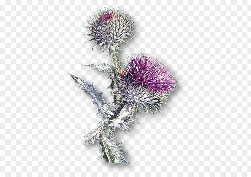 Milk Thistle Cardoon Greater Burdock PNG