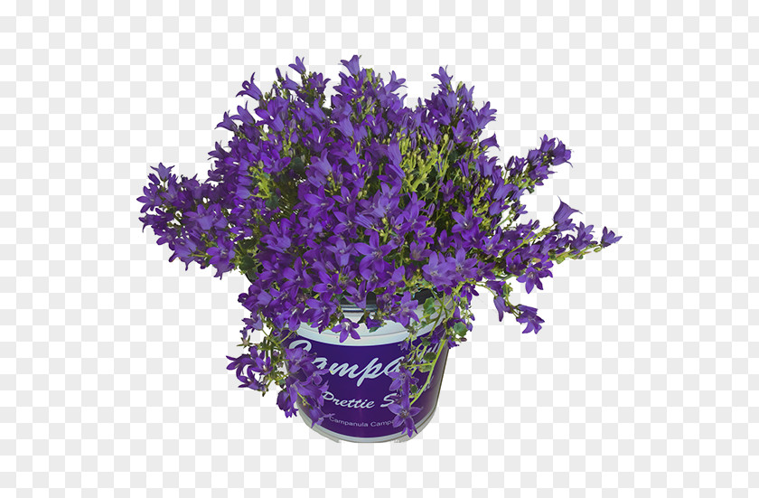 Campanula English Lavender Bellflowers Cut Flowers Bellflower Family Flowerpot PNG