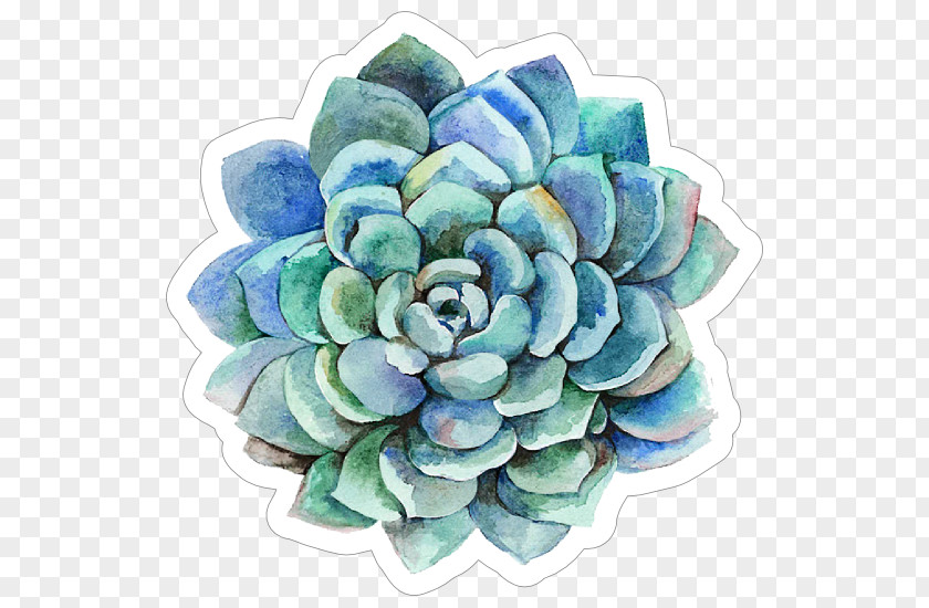 Echeveria Flower Plant Turquoise Watercolor Paint PNG