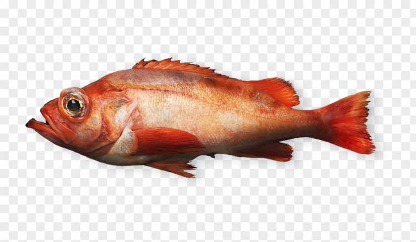 Fish Northern Red Snapper Products Rose Seafood PNG