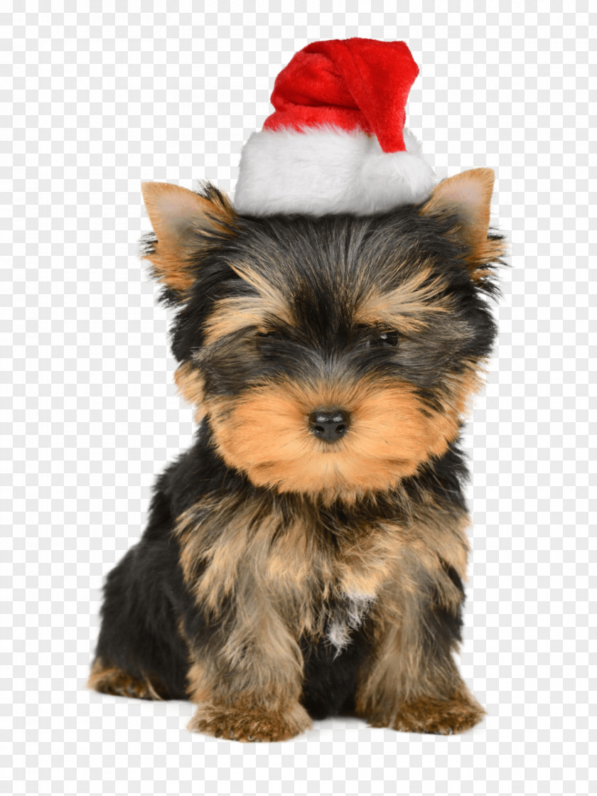 Puppy Yorkshire Terrier Santa Claus Christmas Card PNG