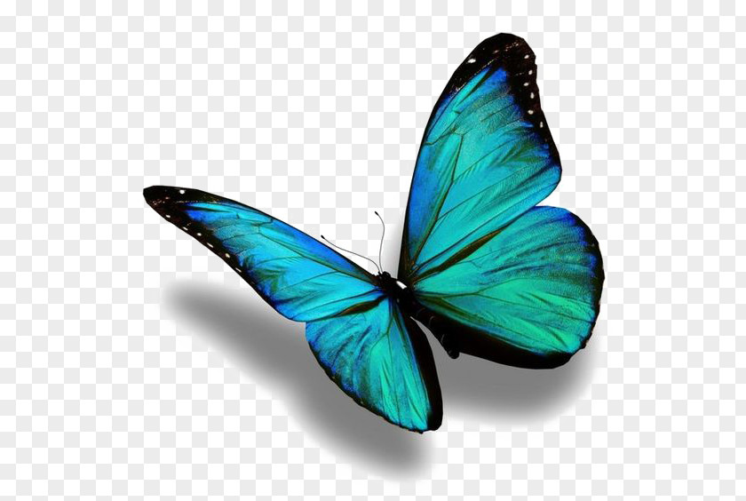Blue Butterfly PNG butterfly clipart PNG