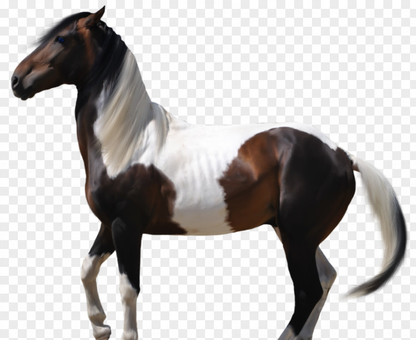 Horse Drawing Mustang Stallion American Paint Arabian Mare PNG