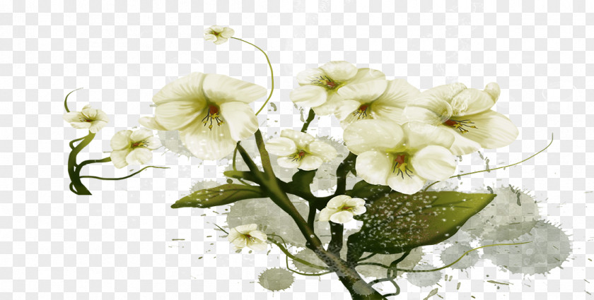 Bouquet Floral Design Moth Orchids Cut Flowers Flower PNG