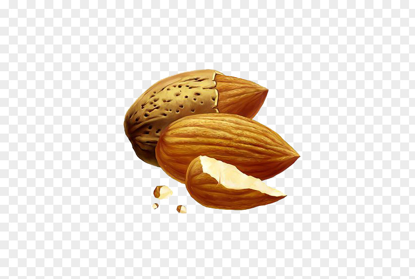 Cartoon Almond Nut Drawing PNG