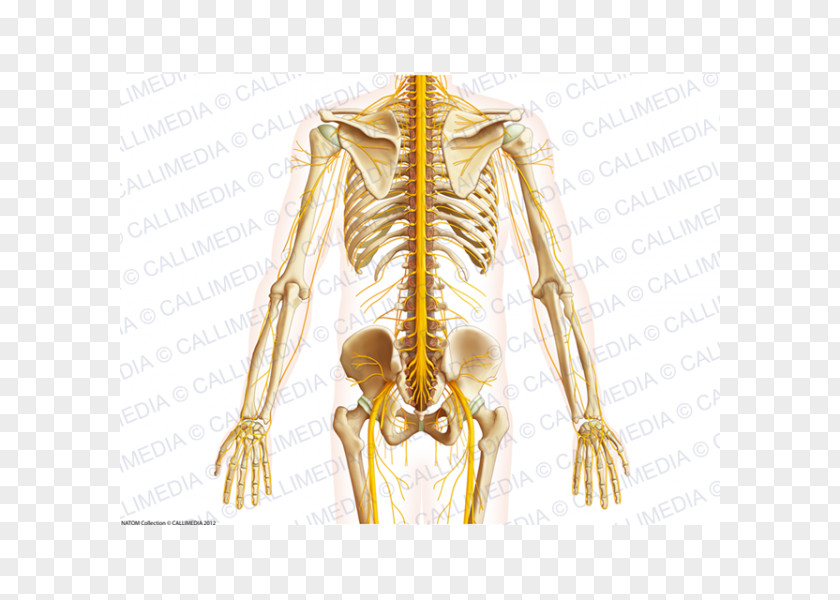 Human Bein Shoulder Pelvis Bone Anatomy Abdomen PNG