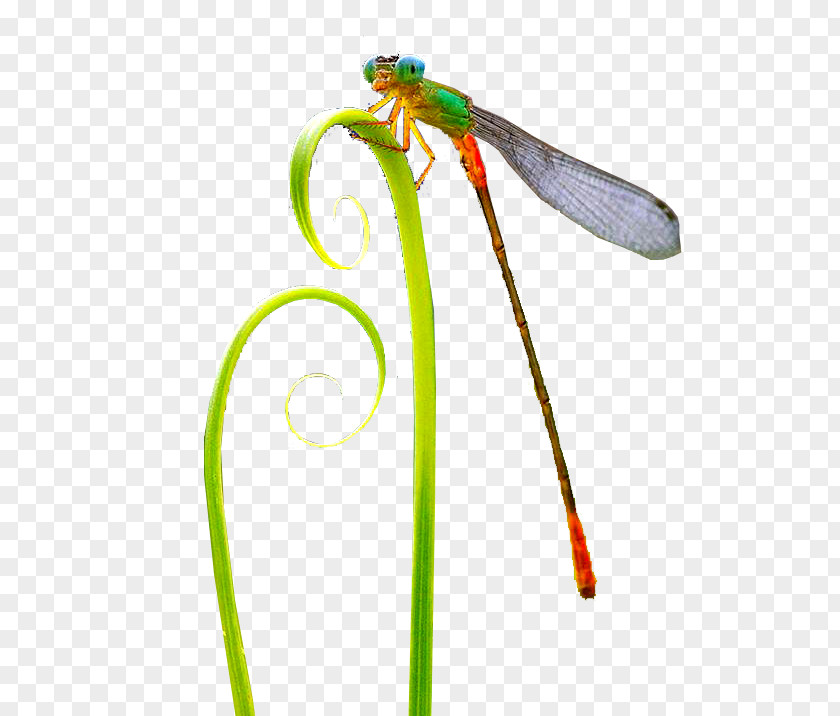 Insect Dragonfly Pollinator PNG