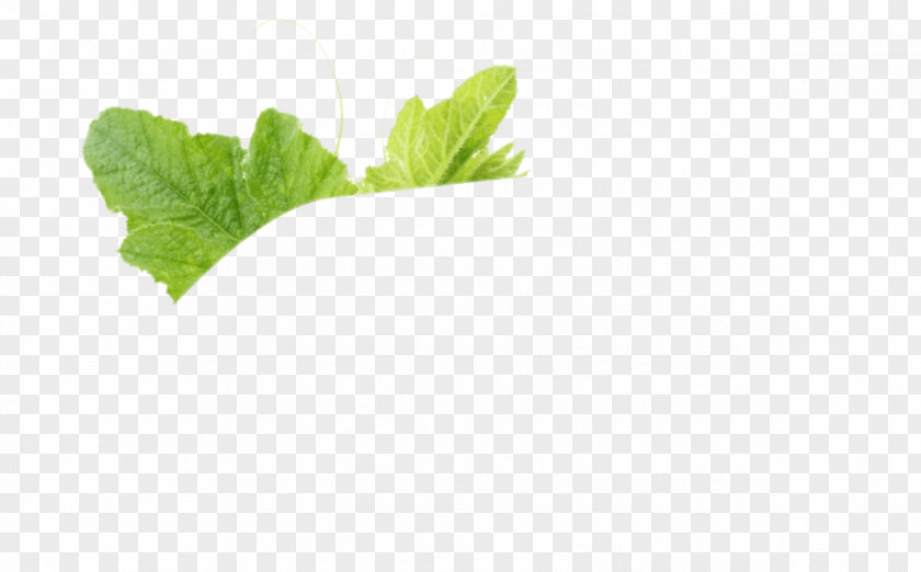 Leaf Spring Greens Herbalism Romaine Lettuce PNG