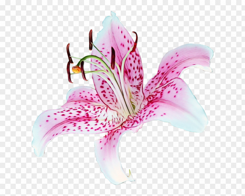 Lily Order Monocotyledon Flower Cartoon PNG