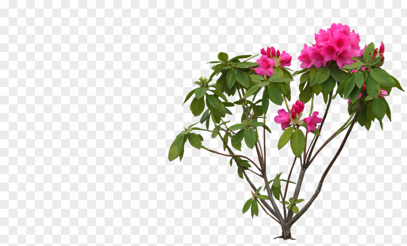 Shrubs Flower Rhododendron Clip Art PNG