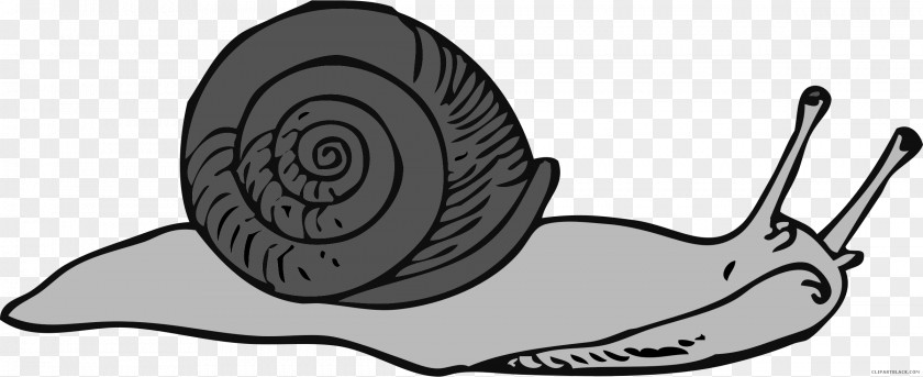 Snail Snails & Slugs Clip Art Vector Graphics Sea PNG