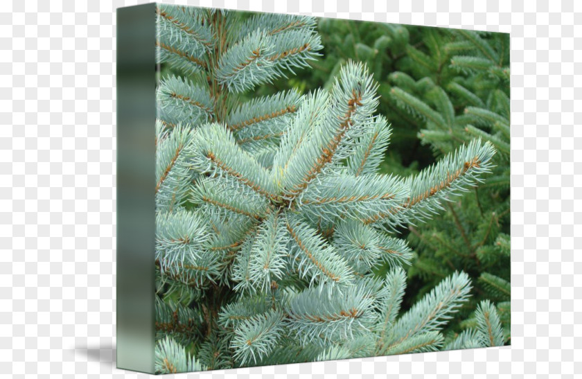 Spruce Branch Fir Evergreen Biome PNG