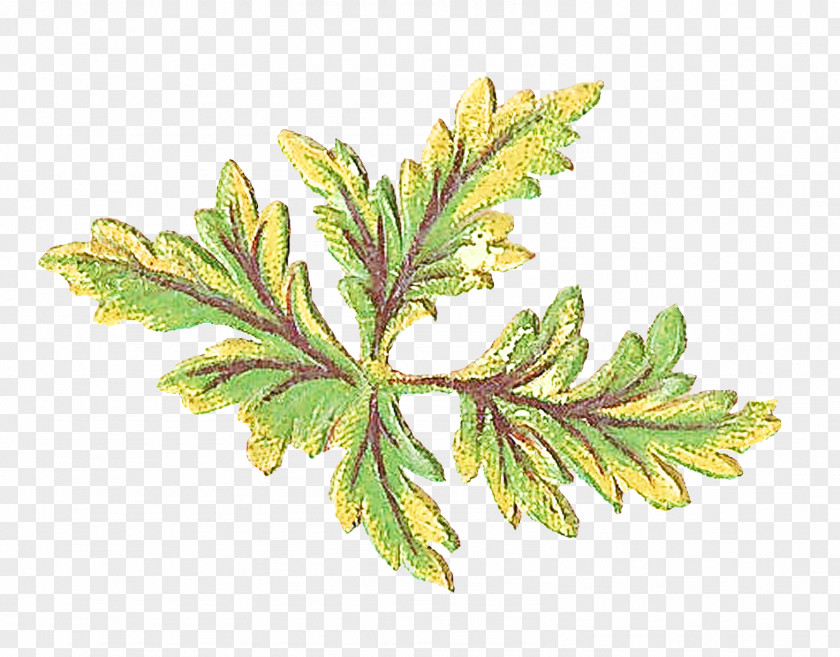 Vascular Plant American Larch Leaf Flower Tree Flowering PNG