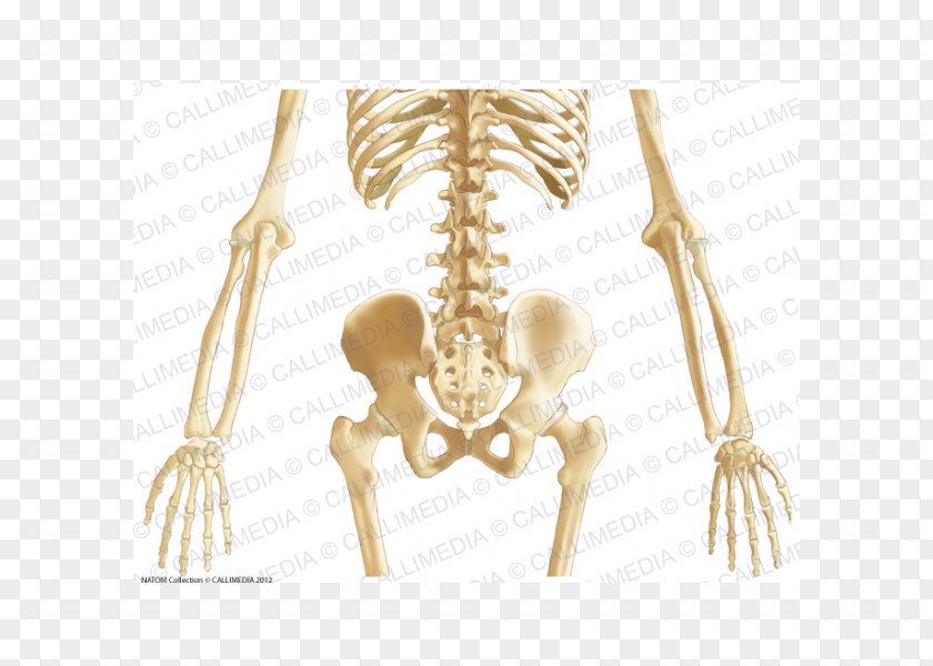 Abdomen Anatomy Pelvis Bone Ligament PNG