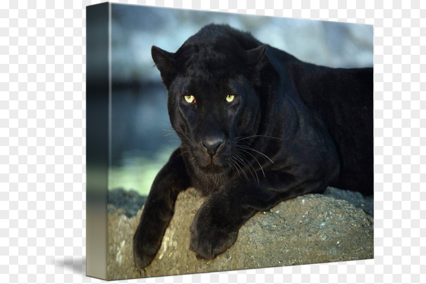 Black Pather Cougar Imagekind Piña Colada Oil Painting PNG