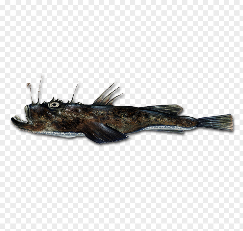 Fishing Anglerfish Angling PNG